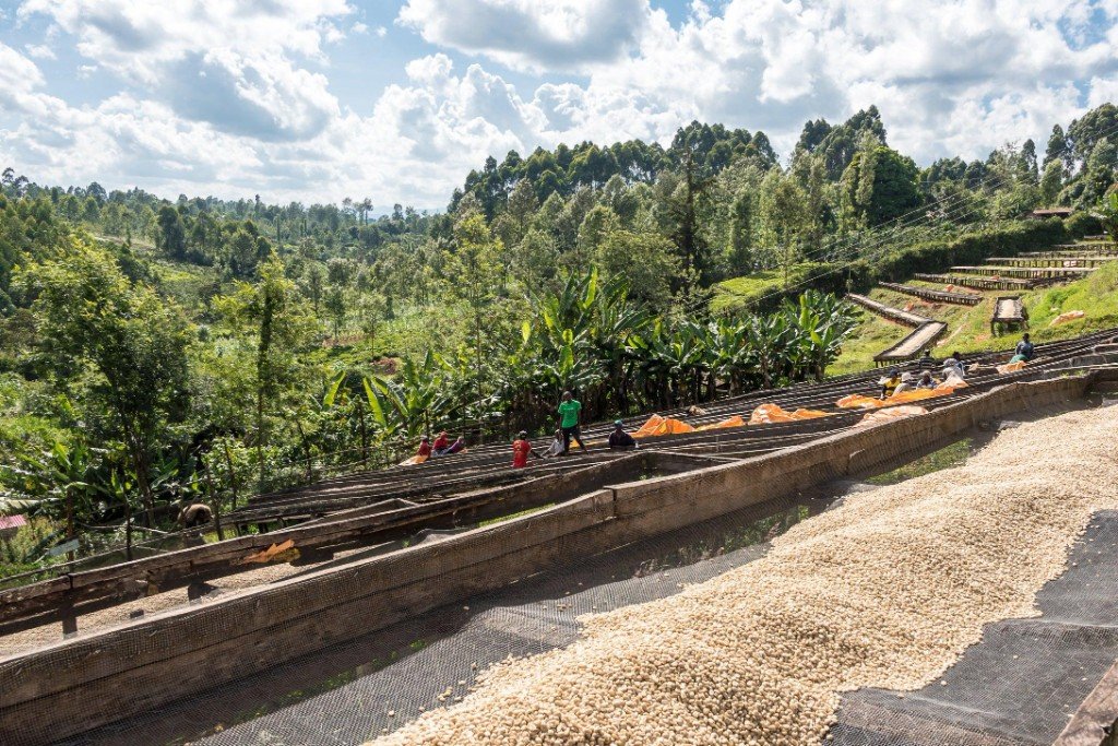Drying, sorting and lot preparation
