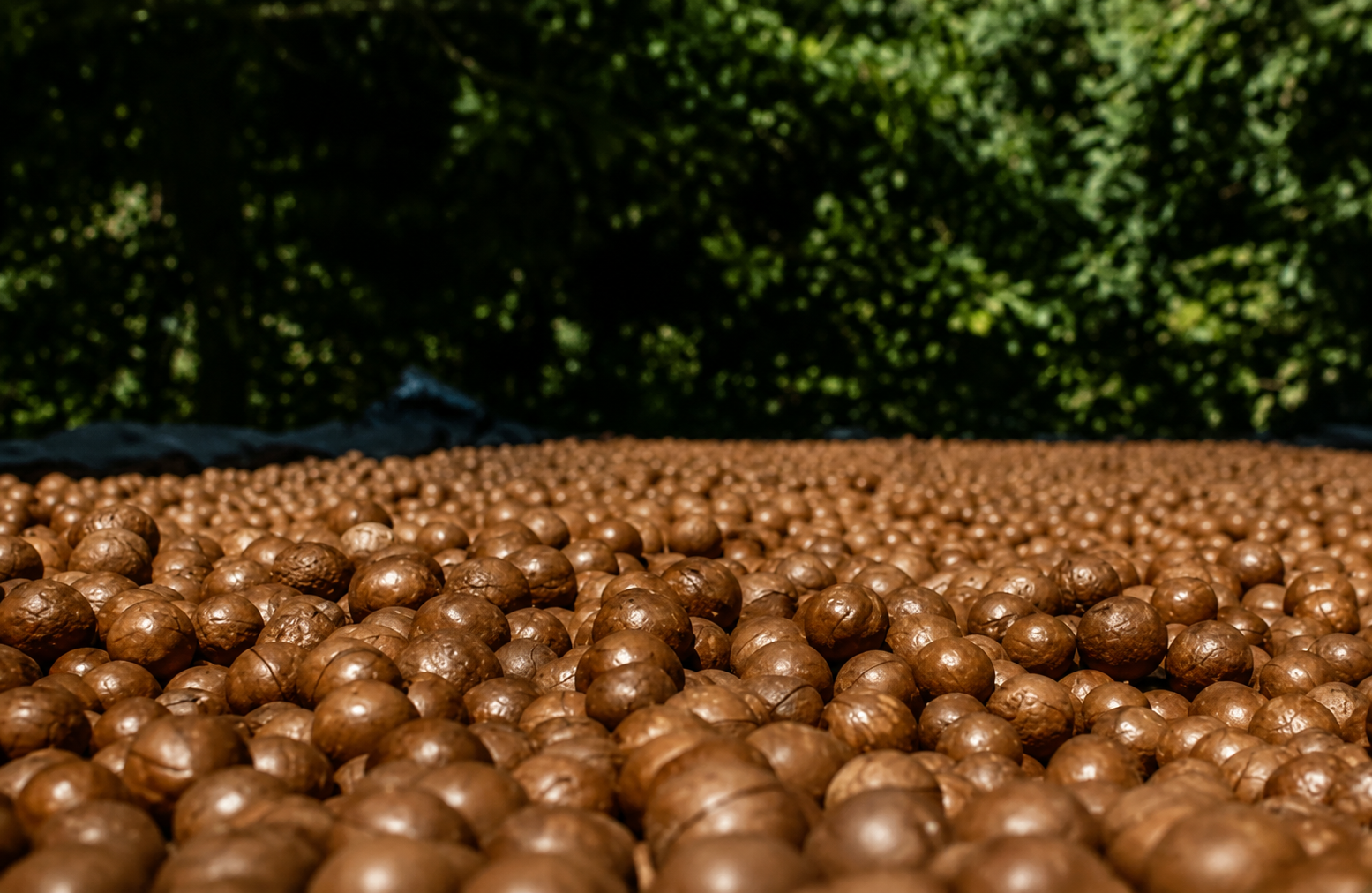 Kenyan Macadamia Nuts: A Taste of Africa’s Golden Harvest